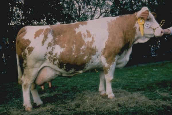 razze-bovine-simmental-tedesca